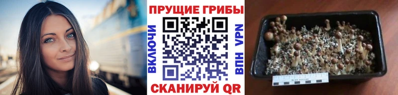 Галлюциногенные грибы Psilocybe  даркнет наркотические препараты  Яранск  kraken как войти 